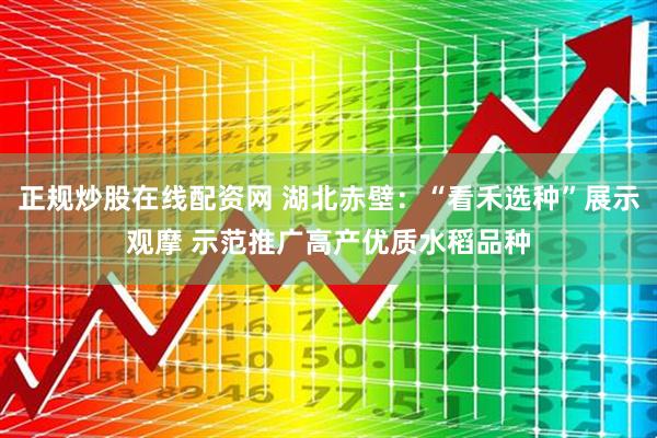 正规炒股在线配资网 湖北赤壁：“看禾选种”展示观摩 示范推广高产优质水稻品种